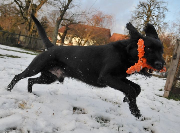 Major Dog Whirl Fetch Toy - Large