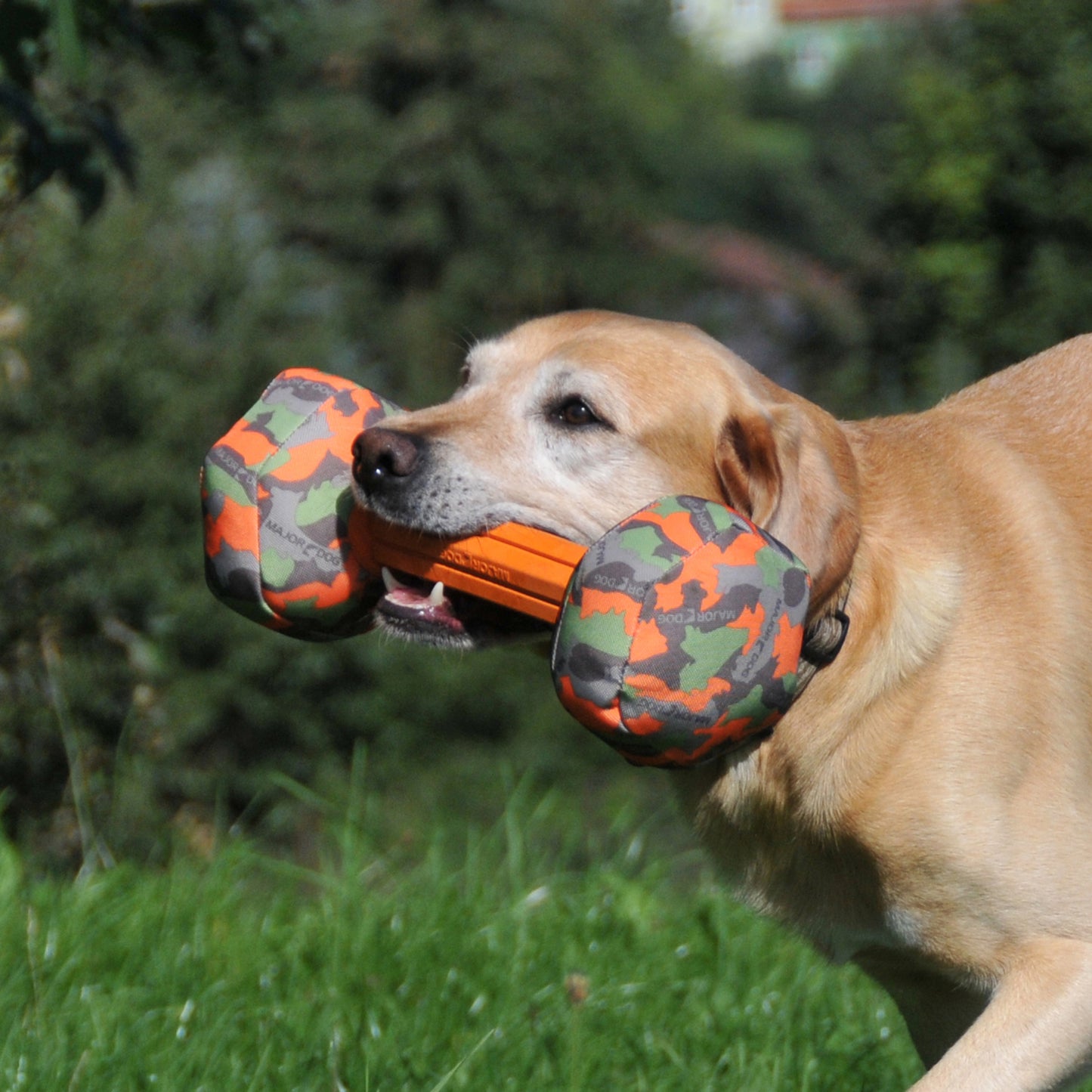 Major Dog Barbell - Large - Retrieval Toy