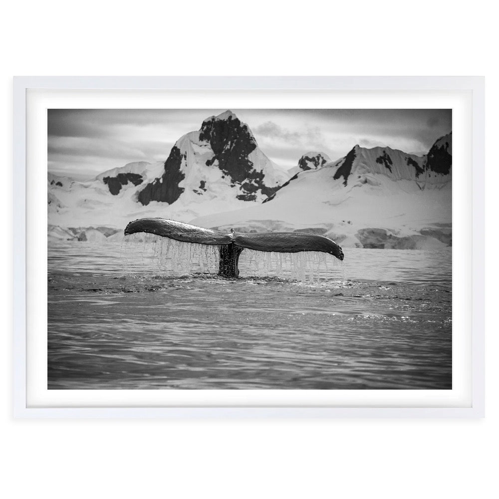 Wall Art's Artic Whale Large 105cm x 81cm Framed A1 Art Print