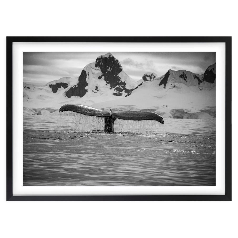 Wall Art's Artic Whale Large 105cm x 81cm Framed A1 Art Print