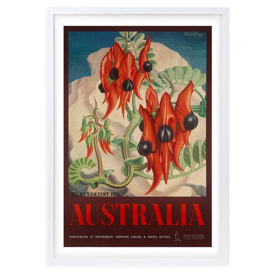 Wall Art's Australia Sturts Desert Pea Large 105cm x 81cm Framed A1 Art Print