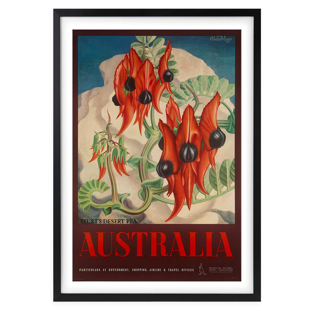 Wall Art's Australia Sturts Desert Pea Large 105cm x 81cm Framed A1 Art Print