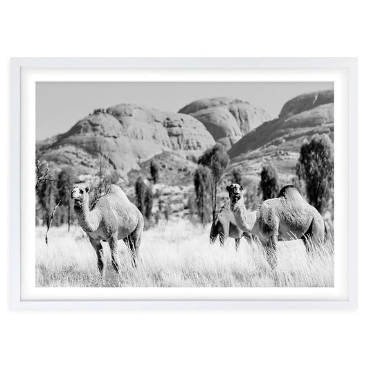 Wall Art's Outback Camels Large 105cm x 81cm Framed A1 Art Print