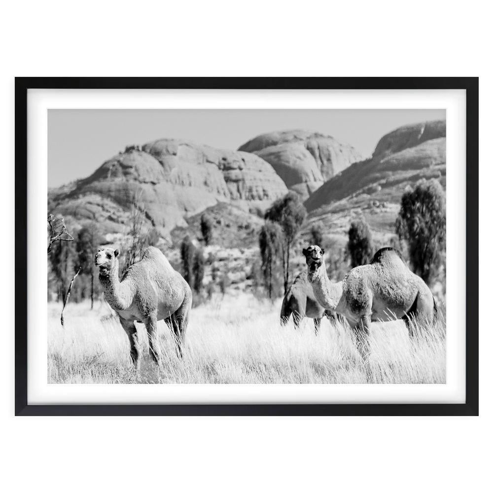 Wall Art's Outback Camels Large 105cm x 81cm Framed A1 Art Print