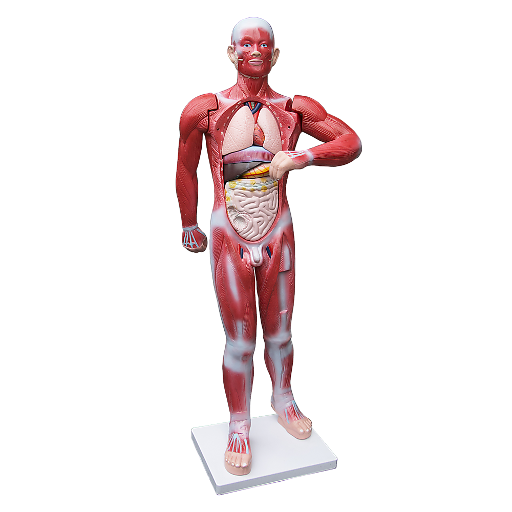 Human Anatomical Muscular Model Muscle System