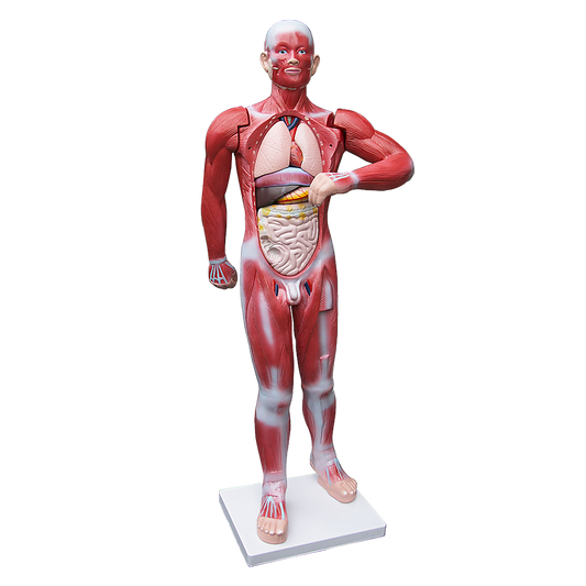 Human Anatomical Muscular Model Muscle System