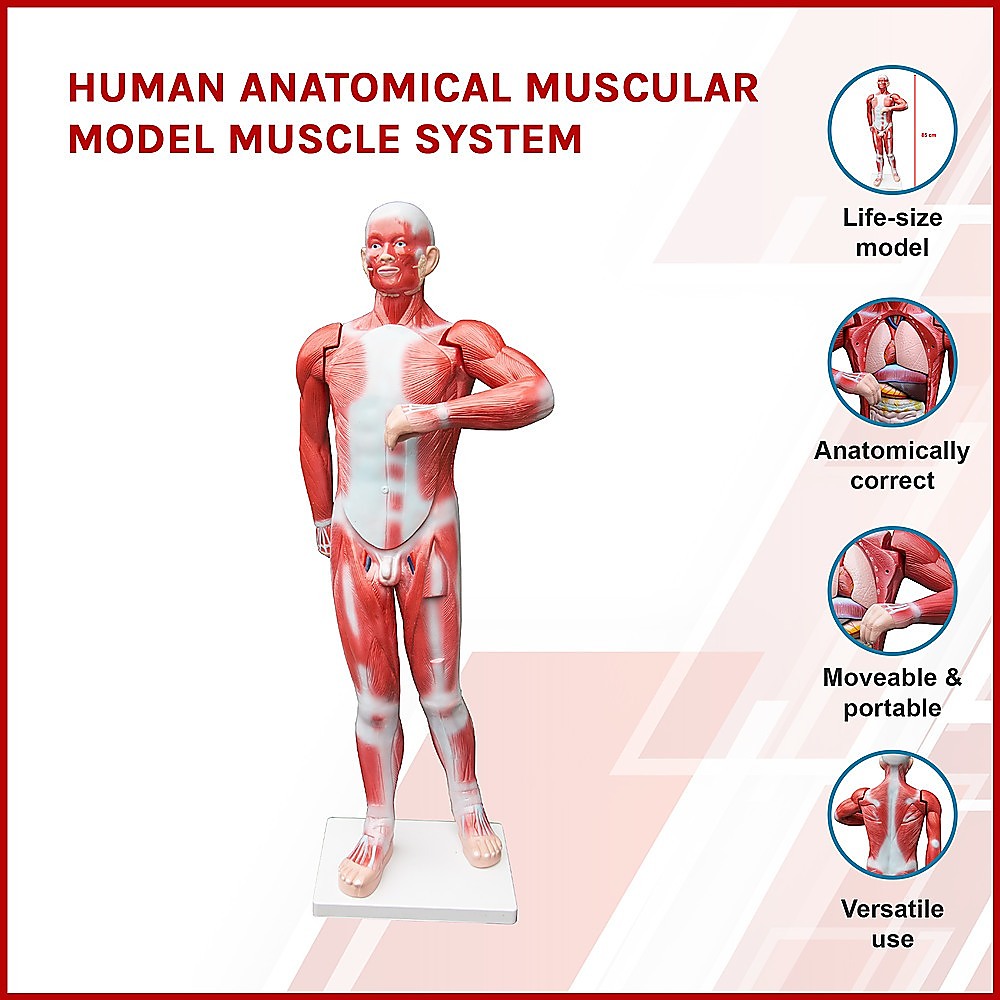 Human Anatomical Muscular Model Muscle System