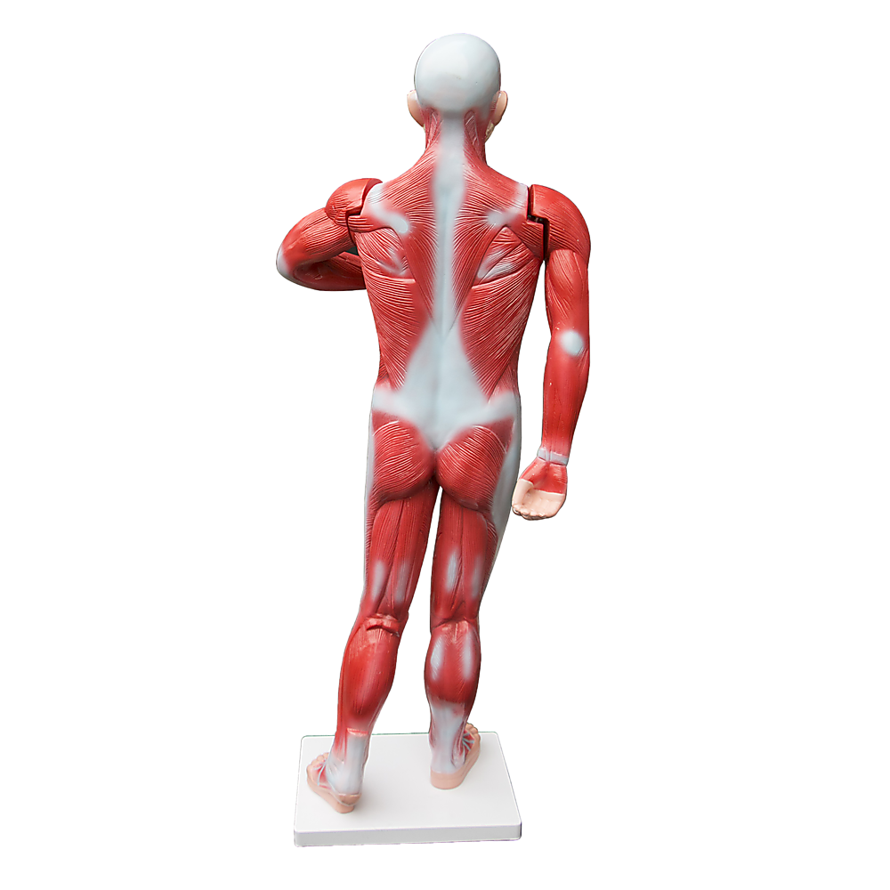 Human Anatomical Muscular Model Muscle System