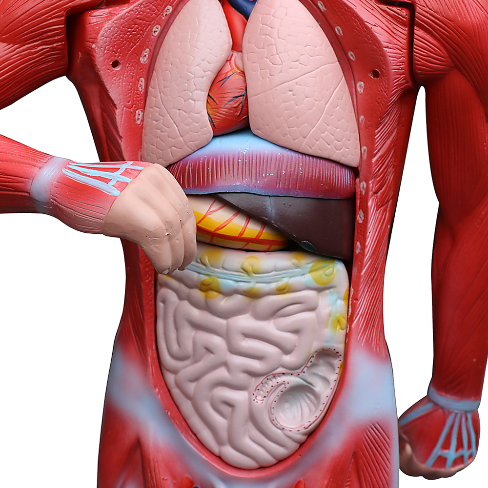 Human Anatomical Muscular Model Muscle System