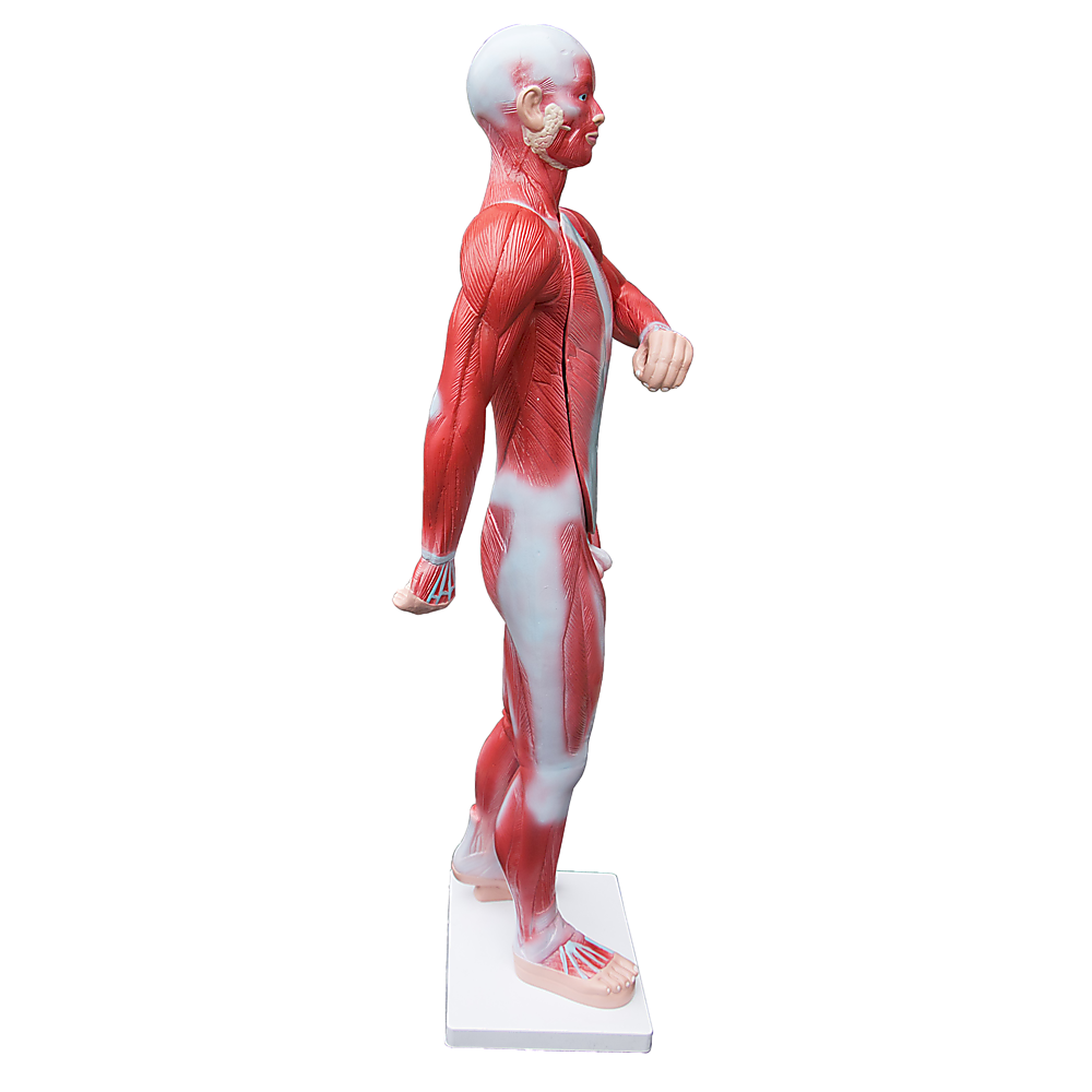 Human Anatomical Muscular Model Muscle System