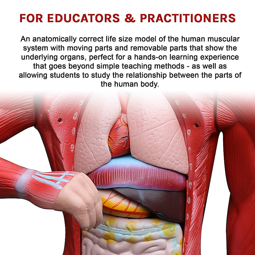 Human Anatomical Muscular Model Muscle System