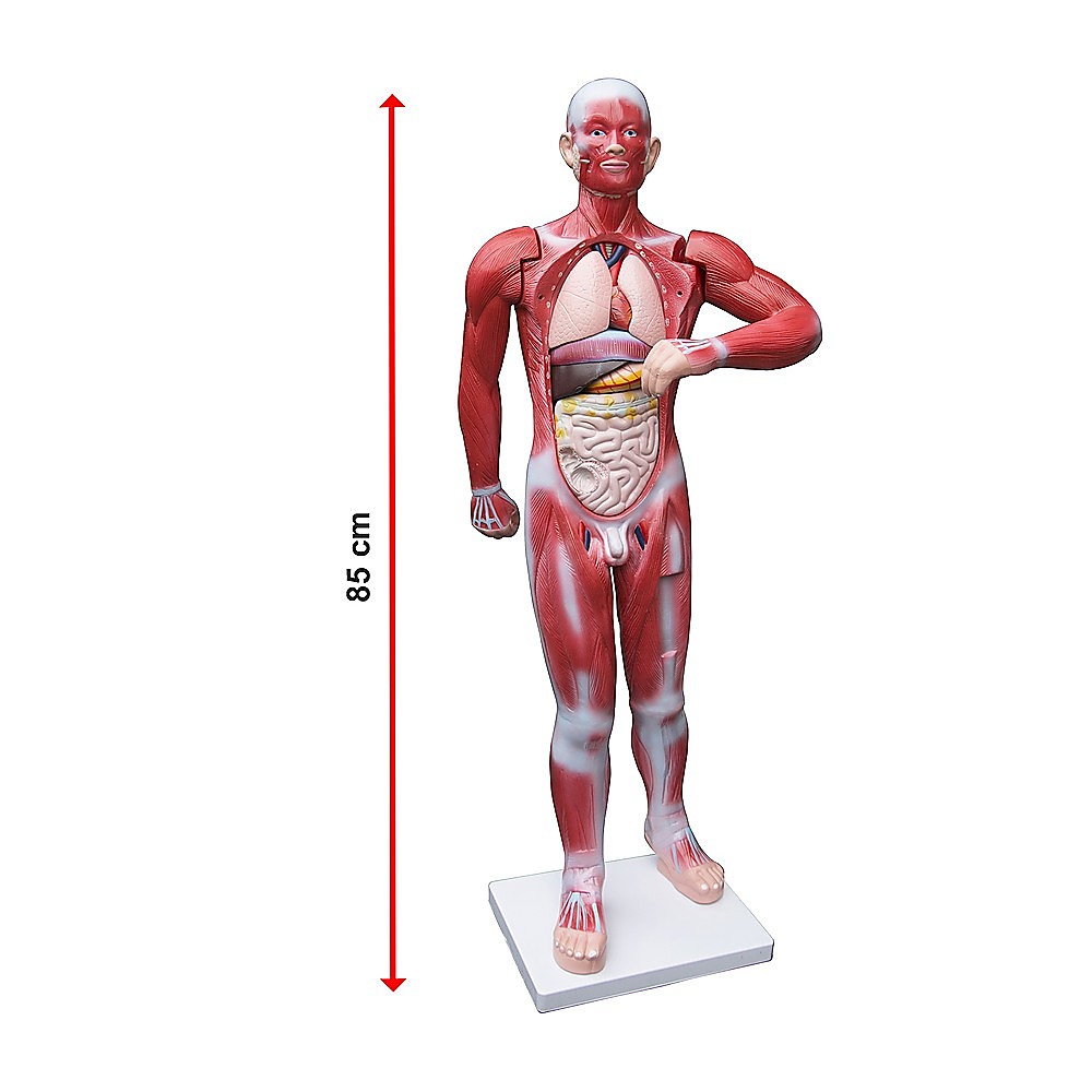 Human Anatomical Muscular Model Muscle System