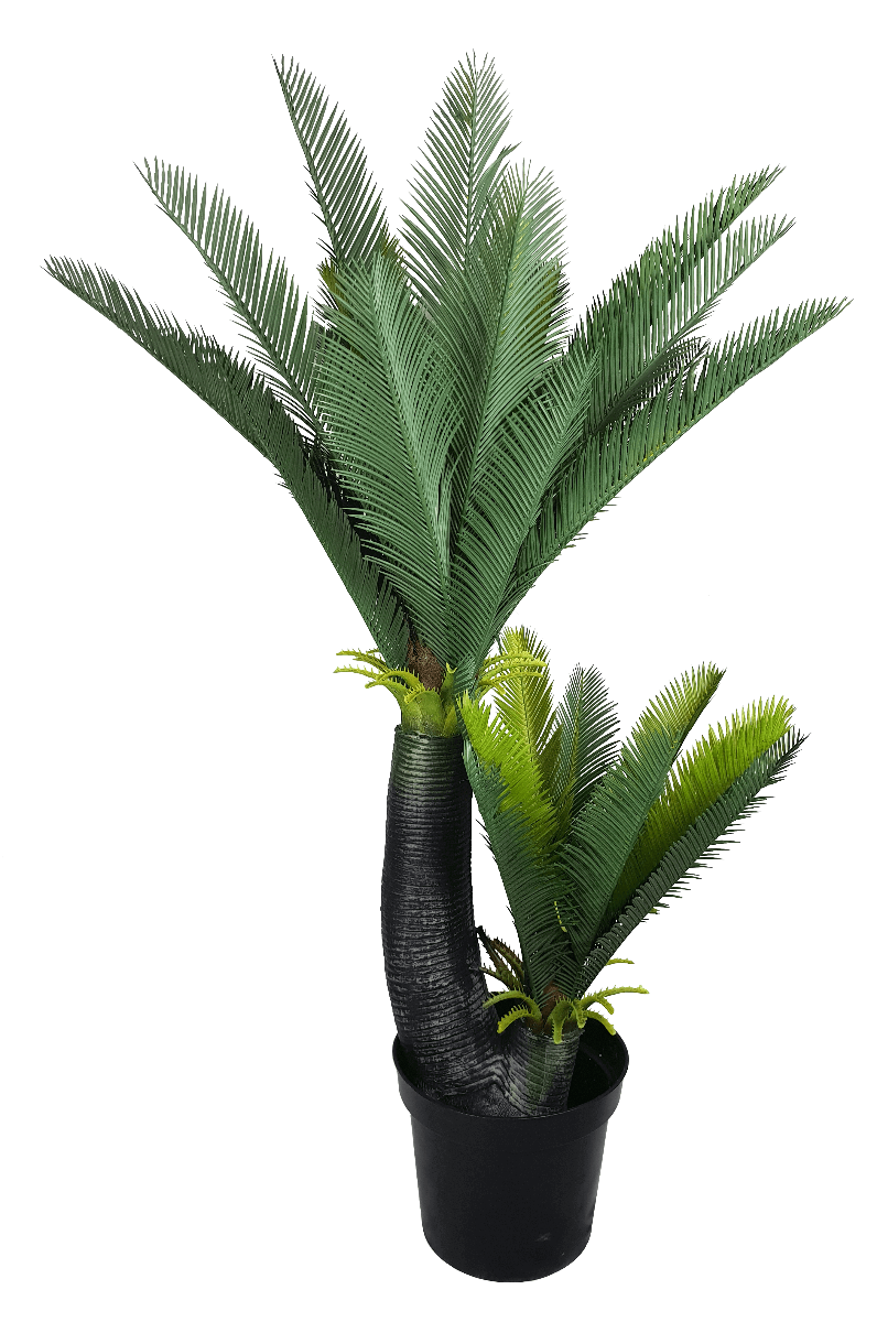 Multi Trunk Sago Cycad 130cm