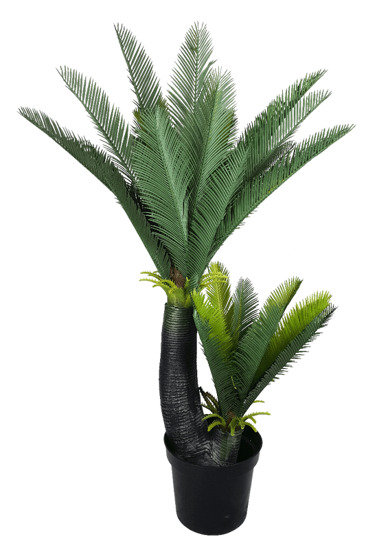 Multi Trunk Sago Cycad 130cm